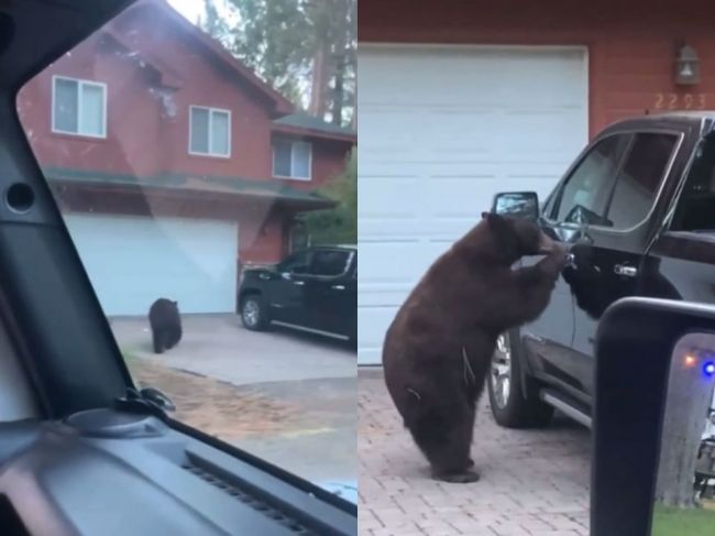 ​Video: Odvážna alebo šialená? Do auta sa vlámal medveď, reakcia vodičky prišla bleskovo