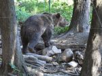 Ochranári zverejnili okolnosti stredajšieho útoku medvedice na bežca 