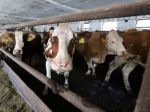 Chovatelia môžu od pondelka žiadať o pomoc na zmiernenie dosahov sucha