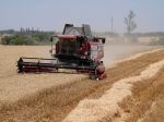 Cena pšenice vzrástla o vyše 5 %, dôvodom je zastavenie ukrajinského vývozu
