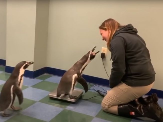 Video: Takto vyzerá váženie tučniakov v zoo. Tú reakciu musíte počuť