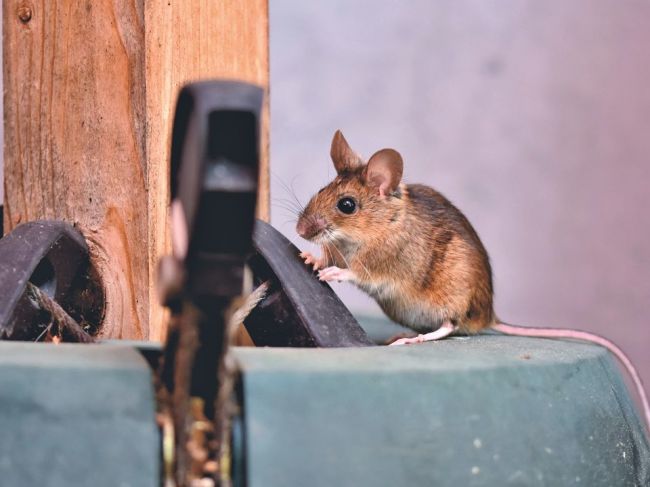 Máte problém s myšami? Tieto prírodné tipy ich udržia na uzde
