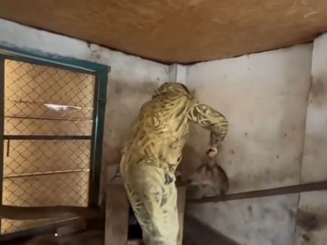 Video: Rusi vyrabovali chersonskú ZOO. Ukrajinci chcú naspäť toto zviera