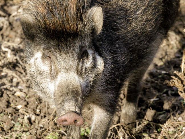 Obvinili muža, ktorý podomácky vyrobenou zbraňou ulovil diviaka