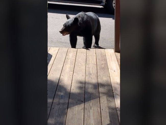 Video: „Aký milý medvedík!“ Prívetivé správanie k lesnej šelme sa turistke vypomstilo