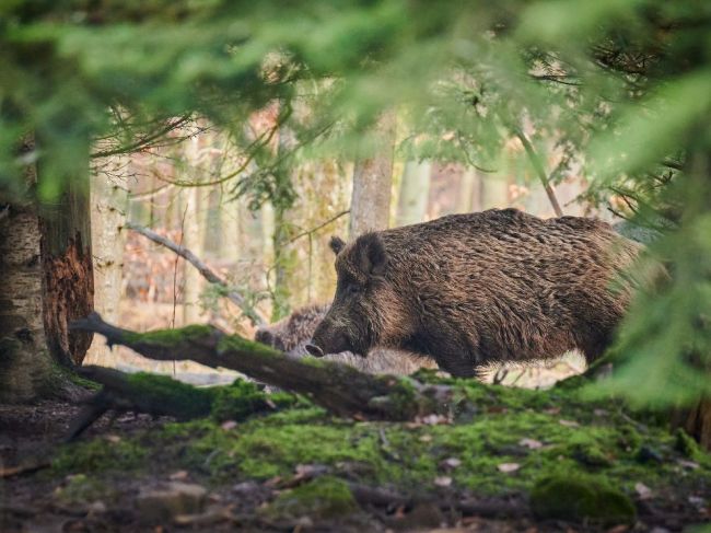 V bratislavských lesoch bude ďalší hromadný odlov diviakov. Uzavrú tieto turistické trasy