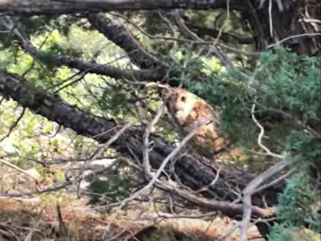 Video: Z lovca sa takmer stala korisť. Toto stretol poľovník v lese