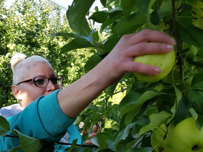 Emilove sady ukončili samozber jabĺk zadarmo, záujem bol enormný