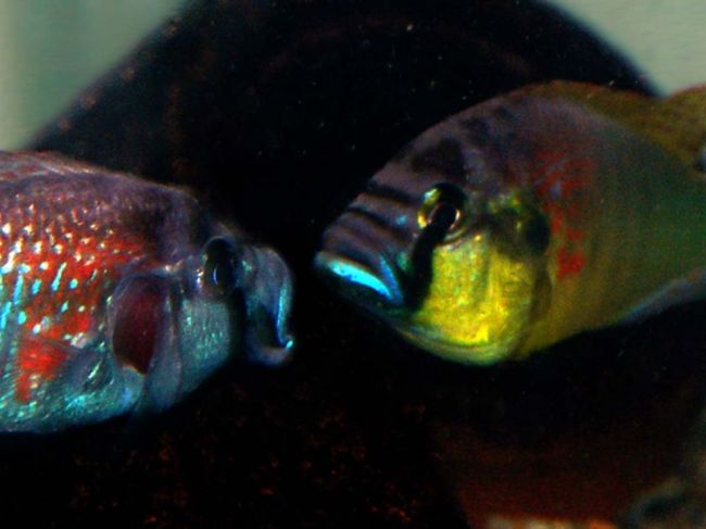 Samice tejto ryby požierajú svojich potomkov, aby znížili stres: Čo ich k tomu vedie? 
