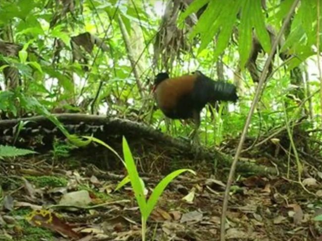 Video: Vedci znovuobjavili vzácneho vtáka. Nikto ho nevidel 140 rokov