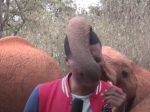 Video: Vážnu reportáž prerušilo slonie mláďa. Novinár bojoval, no nevydržal to