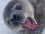 Video: Takto znie mláďa tuleňa, keď sa chce rozprávať