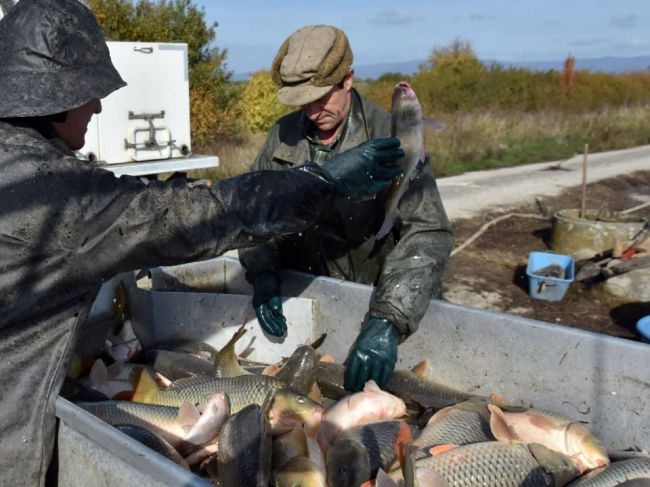 Humánny pokrok: Slovensko nemá legislatívu pre chov rýb