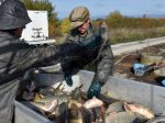 Humánny pokrok: Slovensko nemá legislatívu pre chov rýb
