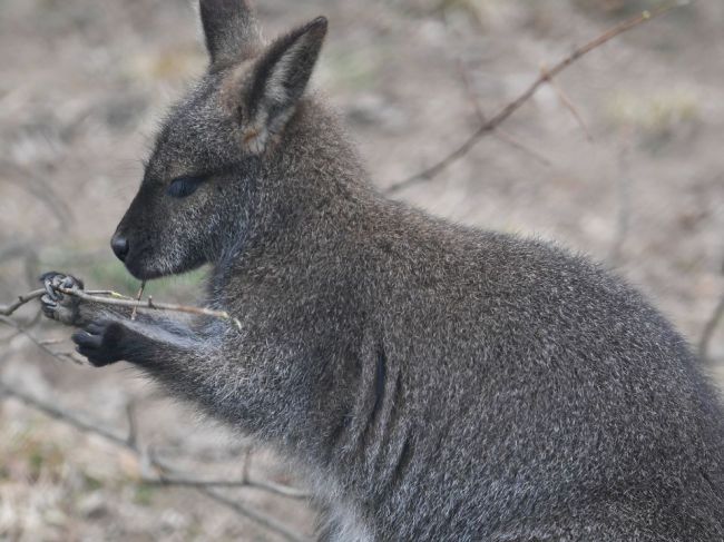 Polícia pátra po kengure, ktorá utiekla zo súkromnej zoo 