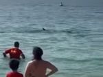 Video: Na pláži sa objavil žralok, plavčík ani nestihol zareagovať