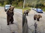 Video: Medvedia rodina obmedzila premávku na ceste. Toto si nikto nechcel nechať ujsť