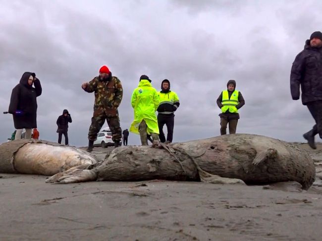 Na ruské pobrežie vyplavilo až 1700 mŕtvych tuleňov