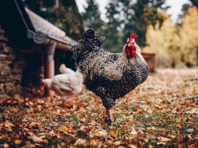 Veterinári v Česku zakázali vonkajší chov hydiny. Šíri sa vtáčia chrípka