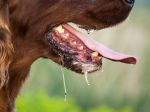 Na Slovensku sa vyskytla besnota u psa, veterinári prijali opatrenia