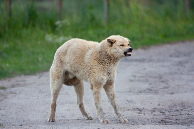 Veterinári upozorňujú na besnotu, vyhlásili ohnisko nákazy
