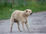 Veterinári upozorňujú na besnotu, vyhlásili ohnisko nákazy 