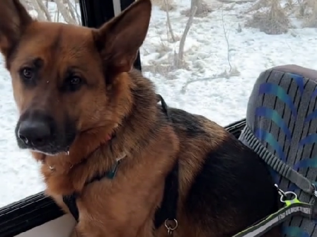 Video: Autobus na Aljaške je určený výlučne psom. Každý má v ňom svoje miesto