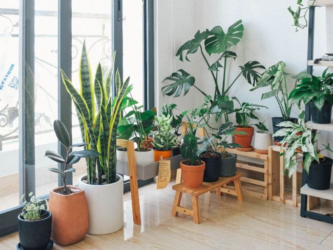Chcete krásne izbové rastliny? Túto vec by ste mali robiť pravidelne