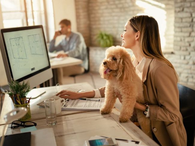 Experti radia, ako zvládnuť psa v kancelárii. Na tieto veci nesmiete zabudnúť
