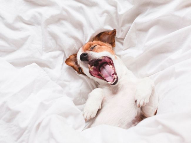 Zdieľate posteľ so psom? V zime to môže byť nebezpečné, varuje veterinár
