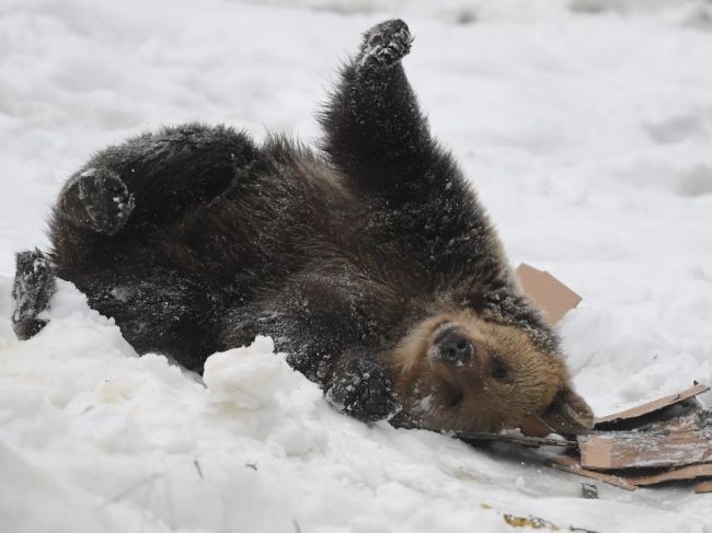 V niektorých regiónoch medvede nespia, môže za to mierna zima