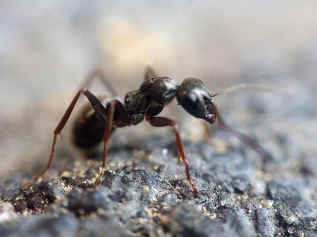 Trénované mravce dokážu odhaliť rakovinu. Vyňuchajú nádor, hoci nemajú nos