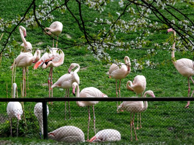 Zoo v Bratislave dočasne zatvoria, potvrdili tam vtáčiu chrípku
