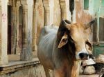 India: Vláda po kritike stiahla výzvu, aby ľudia na Valentína objímali kravy