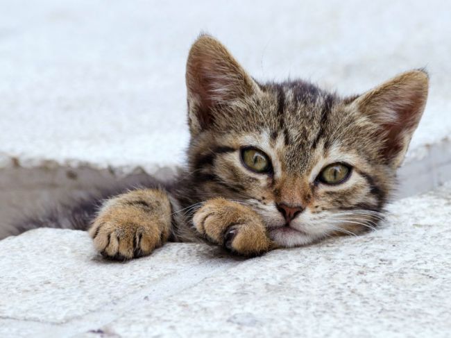 Tajomstvo mačiek odhalené: Toto je dôvod, prečo sa dokážu prepchať aj cez malé otvory