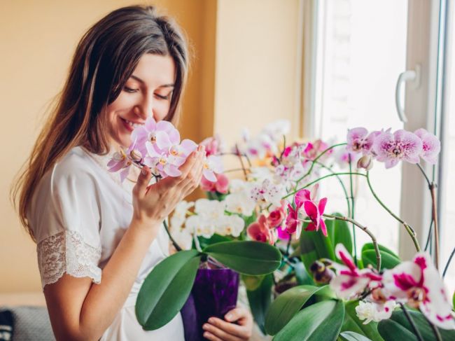 Bežný produkt z kúpeľne podporí rast kvetov orchidey. Pomáha aj koreňom a listom