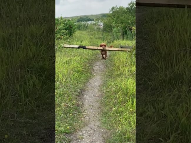 Video: Kokeršpaniel nesúhlasil s nápisom na tabuli, vyriešil to po svojom