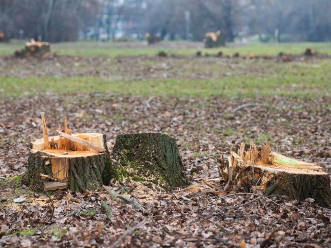 Enviropolícia obvinila starostu obce za výrub stromov