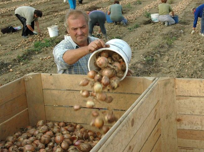 Slovensko zápasí s nedostatkom cibule, kríza potrvá ešte niekoľko mesiacov