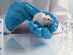 Významný krok k riešeniu neplodnosti: Vedci vytvorili myš, ktorá má dvoch biologických otcov