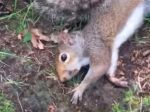 Video: Veverica pojedla podivné huby, toto s ňou urobili