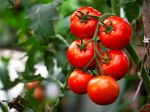 Najväčšie mýty pri pestovaní paradajok: Ignorujte ich, pôjde vám to lepšie
