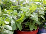 5 aromatických rastlín, s ktorými sa zbavíte potkanov