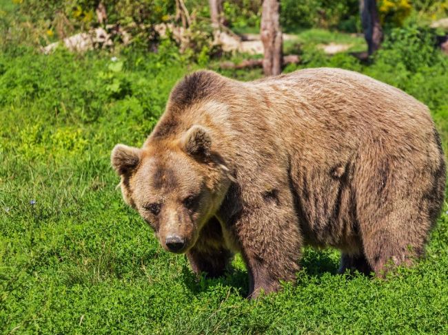 Medveď napadol 38-ročného muža počas prechádzky. V týchto oblastiach dbajte na opatrnosť