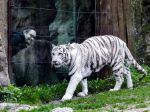 Bratislavská Zoo deklaruje, že eurofondy pre zamestnanie riaditeľky ohrozené nie sú