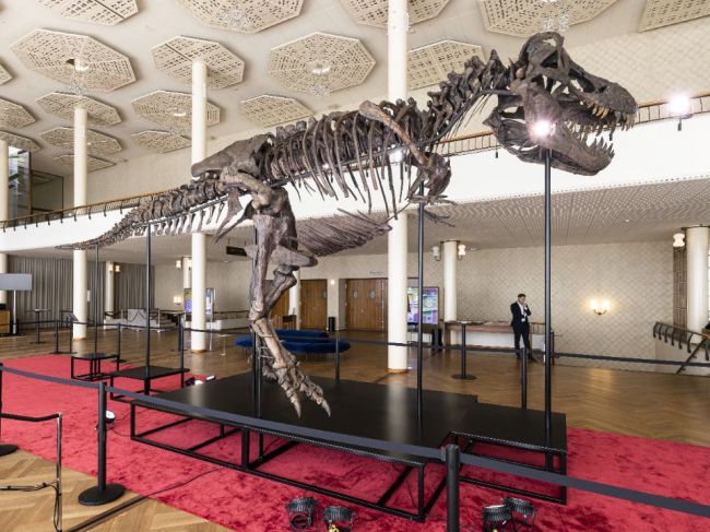 Kostru T-Rexa vystavili v Zürichu pred pripravovanou aukciou