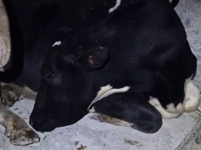 Video: Krava sa tvárila, že spí. Tomuto sa chcela vyhnúť