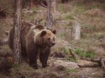 K útoku medvedice na lesníka došlo v blízkosti brlohu