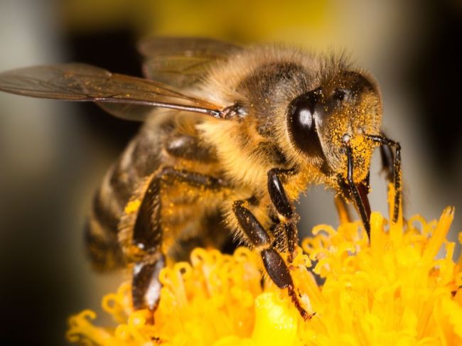 Tragický tréning: Športovec prehltol včelu, na následky zomrel