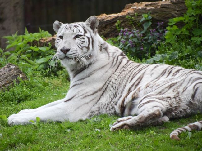 V bratislavskej zoo zomrela biela tigrica 